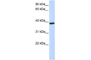 Image no. 1 for anti-Protein Phosphatase 1, Regulatory Subunit 7 (PPP1R7) (Middle Region) antibody (ABIN2786684)