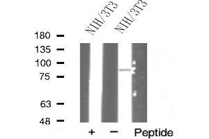 Image no. 2 for anti-Heat Shock Protein 90kDa alpha (Cytosolic), Class A Member 1 (HSP90AA1) (C-Term) antibody (ABIN6262402)