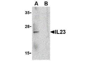 Image no. 1 for anti-Interleukin 23 (IL23) (C-Term) antibody (ABIN2474990)