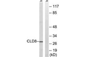 Image no. 1 for anti-Claudin 8 (CLDN8) (AA 81-130) antibody (ABIN1534783)