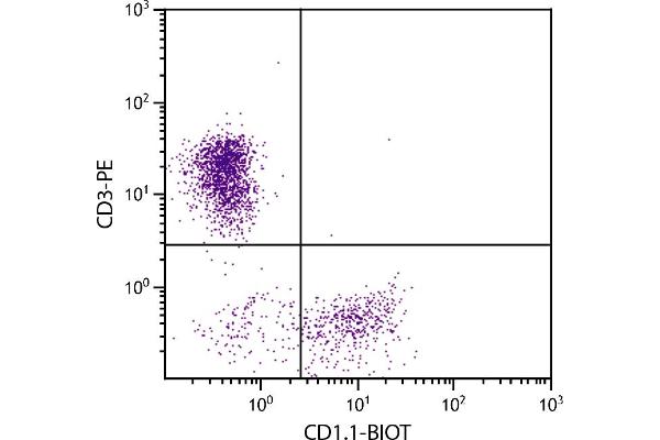 CD1d1 anticorps  (Biotin)
