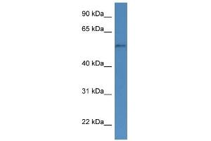 Image no. 1 for anti-Cytochrome P450, Family 51, Subfamily A, Polypeptide 1 (CYP51A1) (N-Term) antibody (ABIN2788354)