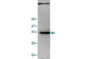 Image no. 1 for anti-Zinc Finger and SCAN Domain Containing 22 (ZSCAN22) antibody (ABIN5591482)