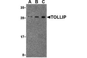 Image no. 1 for anti-Toll Interacting Protein (TOLLIP) (Middle Region) antibody (ABIN1031139)