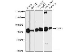 Western blot analysis of extracts of various cell lines using YY1AP1 Polyclonal Antibody at dilution of 1:3000.