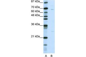 Image no. 1 for anti-Kelch-Like 13 (KLHL13) antibody (ABIN2461016)