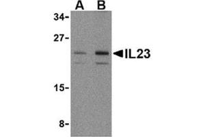 Image no. 1 for anti-Interleukin 23, alpha subunit p19 (IL23A) (N-Term) antibody (ABIN318745)