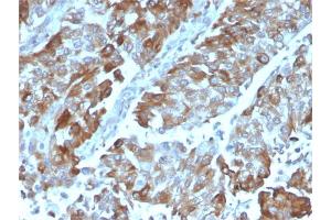 Image no. 4 for anti-Tumor Necrosis Factor Receptor Superfamily, Member 4 (TNFRSF4) (AA 59-205) antibody (ABIN6940817)