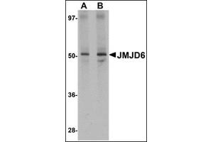 Image no. 2 for anti-Jumonji Domain Containing 6 (JMJD6) (N-Term) antibody (ABIN500088)