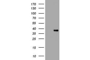 Image no. 2 for anti-Kallikrein 8 (KLK8) (AA 33-260) antibody (ABIN1491415)