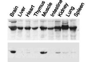 Image no. 8 for anti-Nucleobindin 2 (NUCB2) (AA 26-420) antibody (ABIN2452060)
