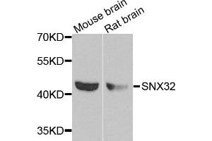 Image no. 1 for anti-Sorting Nexin 32 (SNX32) antibody (ABIN2737568)