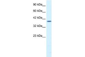 Image no. 1 for anti-Proteasome (Prosome, Macropain) 26S Subunit, Non-ATPase, 14 (PSMD14) (N-Term) antibody (ABIN2779653)