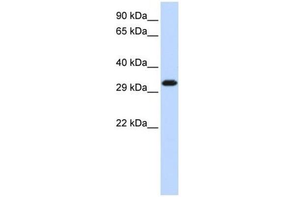 anti-Gem (Nuclear Organelle) Associated Protein 2 (GEMIN2) (Middle Region) antibody