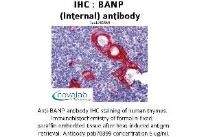 Image no. 4 for anti-Protein BANP (BANP) (Internal Region) antibody (ABIN1732225)