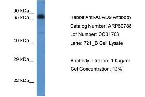 Image no. 1 for anti-Acyl-CoA Dehydrogenase Family, Member 9 (ACAD9) (C-Term) antibody (ABIN2788580)