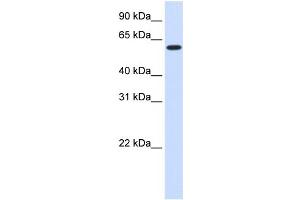 Image no. 1 for anti-UDP Glycosyltransferase 8 (UGT8) (Middle Region) antibody (ABIN2782228)