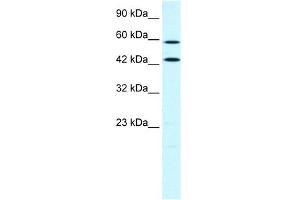 Image no. 6 for anti-Acyl-CoA Synthetase Long-Chain Family Member 1 (Acsl1) (C-Term) antibody (ABIN2777590)