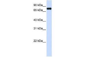 Image no. 1 for anti-Zinc Finger, FYVE Domain Containing 1 (ZFYVE1) (C-Term) antibody (ABIN928465)