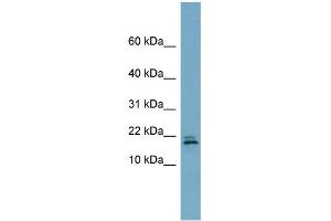 anti-Chromosome 3 Open Reading Frame 24 (C3orf24) (Middle Region) antibody