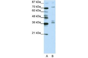 Image no. 1 for anti-A Kinase (PRKA) Anchor Protein (Yotiao) 9 (AKAP9) (N-Term) antibody (ABIN925905)