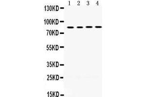 Image no. 2 for anti-P450 (Cytochrome) Oxidoreductase (POR) (AA 633-668), (C-Term) antibody (ABIN3043443)