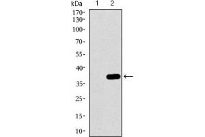 Image no. 5 for anti-Mitogen-Activated Protein Kinase 14 (MAPK14) (AA 299-360) antibody (ABIN1845584)
