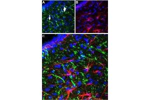 Expression of NTR2 in rat mediobasal hypothalamus - Immunohistochemical staining of perfusion-fixed brain frozen rat mediobasal (MB) hypothalamus sections using Anti-Neurotensin Receptor 2 Antibody (ABIN7043384, ABIN7044769 and ABIN7044770), (1:100), (green).