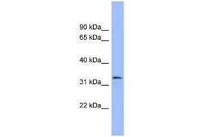 Image no. 1 for anti-Transcription Factor MafB (MAFB) (Middle Region) antibody (ABIN2787571)