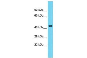 Image no. 1 for anti-Tuftelin 1 (TUFT1) (Middle Region) antibody (ABIN2790596)