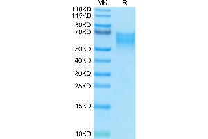 Biotinylated Human B7-2 on Tris-Bis PAGE under reduced condition.