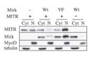 Image no. 4 for anti-Histone Deacetylase 9 (HDAC9) (AA 2-32) antibody (ABIN3031237)