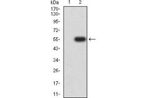 Image no. 2 for anti-Cholinergic Receptor, Nicotinic, alpha 7 (Neuronal) (CHRNA7) (AA 52-259) antibody (ABIN5611362)