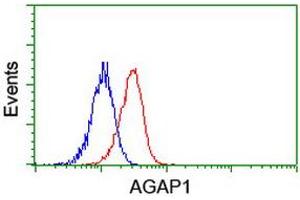 Image no. 3 for anti-ArfGAP with GTPase Domain, Ankyrin Repeat and PH Domain 1 (AGAP1) antibody (ABIN1497475)