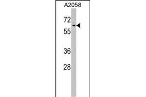 RIC8A Antibody (Center) (ABIN1538170 and ABIN2848752) western blot analysis in  cell line lysates (35 μg/lane).
