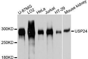 Image no. 1 for anti-Ubiquitin Specific Peptidase 24 (USP24) antibody (ABIN6150006)