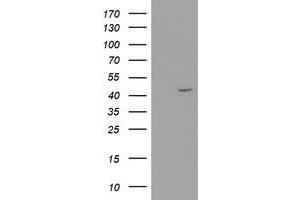 Image no. 1 for anti-Reticulon 4 Interacting Protein 1 (RTN4IP1) (AA 41-279) antibody (ABIN2731240)