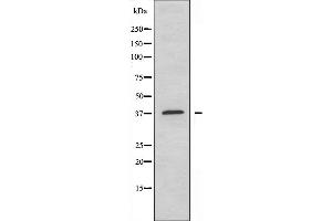 Image no. 2 for anti-Apolipoprotein F (APOF) (C-Term) antibody (ABIN6256940)