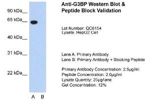 Image no. 1 for anti-GTPase Activating Protein (SH3 Domain) Binding Protein 1 (G3BP1) (N-Term) antibody (ABIN2780221)