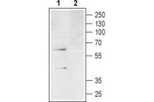 Western blot analysis of differentiated HL-60 cell lysate: - 1.