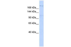 Image no. 1 for anti-InaD-Like (INADL) (N-Term) antibody (ABIN2775641)