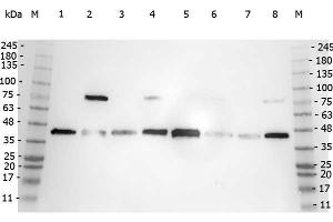 Image no. 1 for anti-Polymerase (DNA Directed), beta (POLB) (C-Term) antibody (ABIN964928)