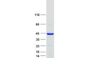 Image no. 1 for POU Class 6 Homeobox 1 (POU6F1) (Transcript Variant 1) protein (Myc-DYKDDDDK Tag) (ABIN2729402)
