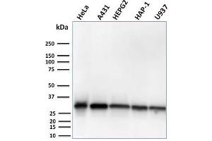 Image no. 1 for anti-Methylthioadenosine phosphorylase (MTAP) (AA 97-196) antibody (ABIN6940089)