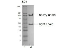 Image no. 2 for anti-CD81 (CD81) antibody (ABIN1720914)