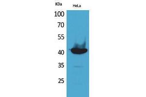 Image no. 1 for anti-Peptidylprolyl Isomerase D (PPID) (C-Term) antibody (ABIN3187689)