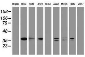 Image no. 5 for anti-Jun Proto-Oncogene (JUN) antibody (ABIN1498937)