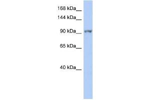 Image no. 1 for anti-NIMA (Never in Mitosis Gene A)- Related Kinase 9 (NEK9) (Middle Region) antibody (ABIN2783588)