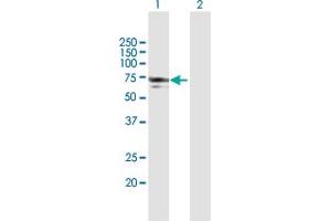 Image no. 1 for anti-N-Myristoyltransferase 1 (NMT1) (AA 1-496) antibody (ABIN948186)