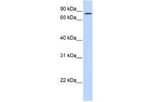 Image no. 1 for anti-Polo-Like Kinase 1 Substrate 1 (PLK1S1) (C-Term) antibody (ABIN633009)